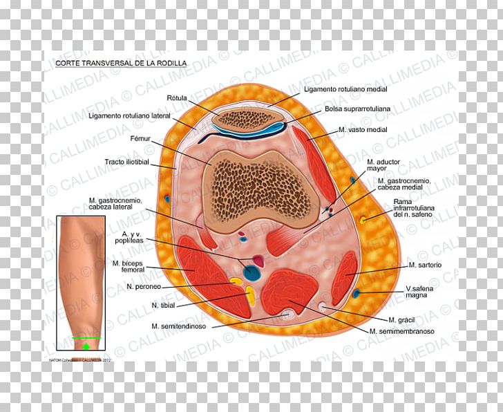 Knee Transverse Abdominal Muscle Transverse Plane Cross Section PNG, Clipart, Anatomy, Artery, Cross Section, Ear, Fascia Lata Free PNG Download