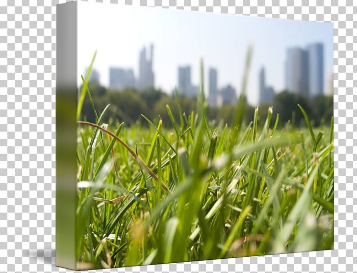 Lawn Wheatgrass Meadow Energy Sky Plc PNG, Clipart, Central Park, Energy, Field, Grass, Grass Family Free PNG Download