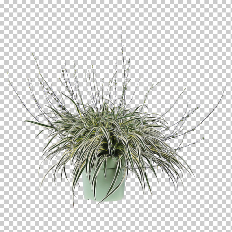 Grass Plant Flower Grass Family Flowerpot PNG, Clipart, Chives, Flower, Flowerpot, Grass, Grass Family Free PNG Download