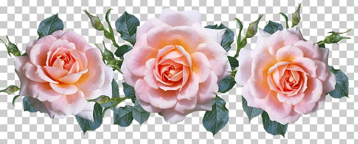 Garden Roses Cabbage Rose Cut Flowers Floribunda PNG, Clipart, Cut Flowers, Floral Design, Floribunda, Floristry, Flower Free PNG Download