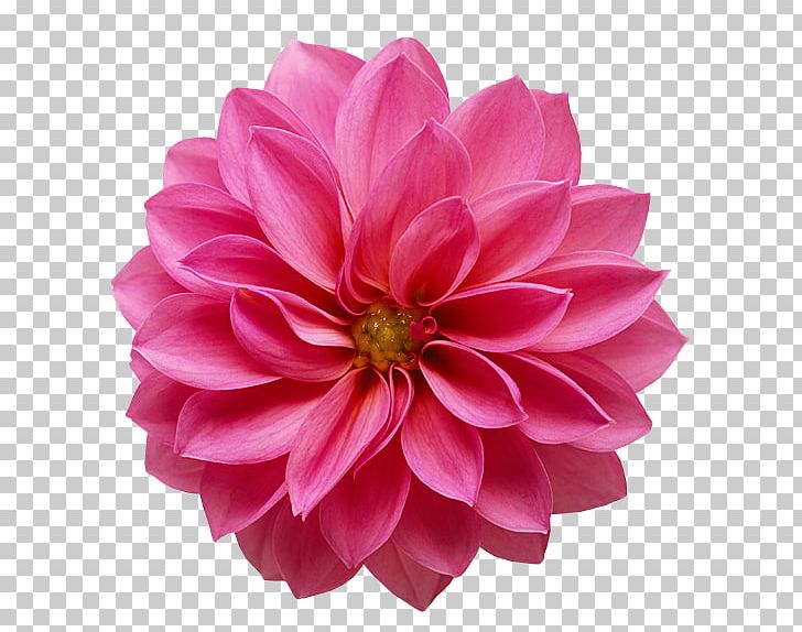 Common Daisy Flower Transvaal Daisy Pink PNG, Clipart, Art, Chrysanths, Color, Common Daisy, Cut Flowers Free PNG Download