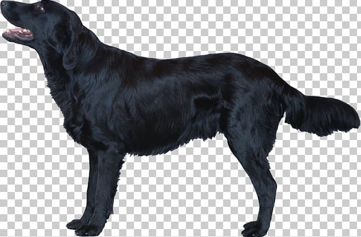 flat haired lab