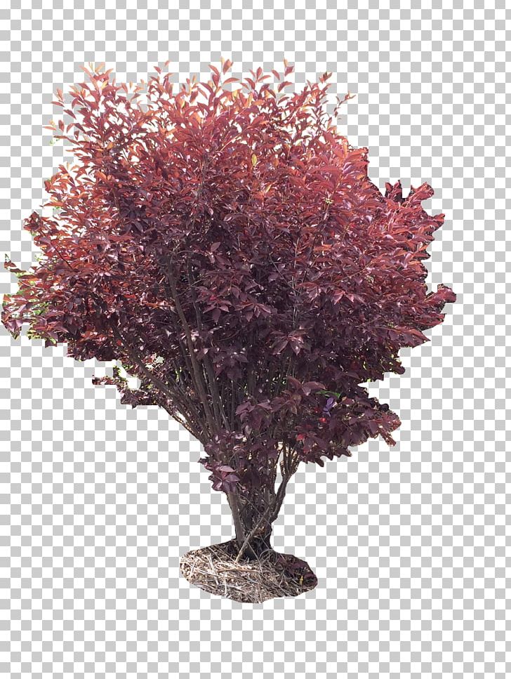 Tree Houseplant Shrub Purple PNG, Clipart, Branch, Branching, Houseplant, Nature, Plant Free PNG Download