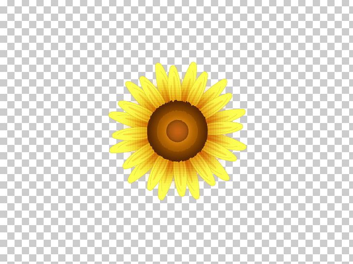 Common Sunflower PNG, Clipart, Bud, Circ, Computer Wallpaper, Daisy Family, Flower Free PNG Download