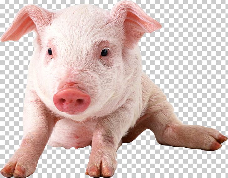 Domestic Pig PNG, Clipart, Animals, Clipping Path, Computer Icons, Desktop Wallpaper, Dog Breed Free PNG Download