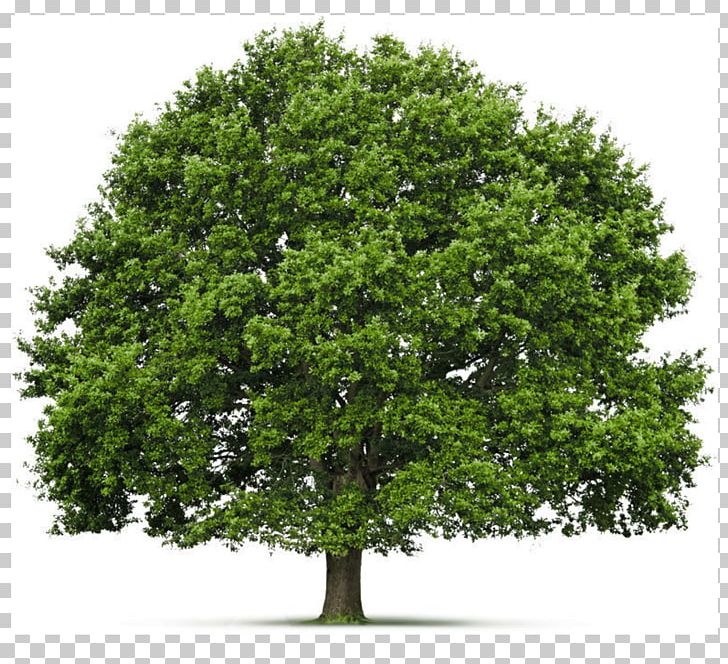 Fir Tree Shrub PNG, Clipart, Branch, Desktop Wallpaper, Evergreen, Fir, Image File Formats Free PNG Download