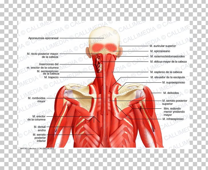 Posterior Triangle Of The Neck Head And Neck Anatomy Posterior Auricular Muscle PNG, Clipart, Abdomen Anatomy, Anatomy, Arm, Hand, Head Free PNG Download