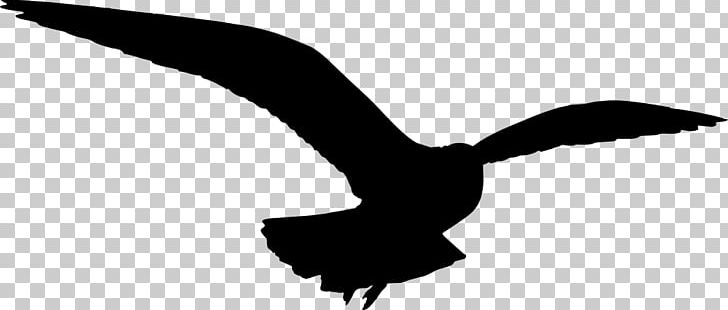 Gulls Silhouette PNG, Clipart, Beak, Bird, Bird Of Prey, Black And White, Cartoon Bird Free PNG Download