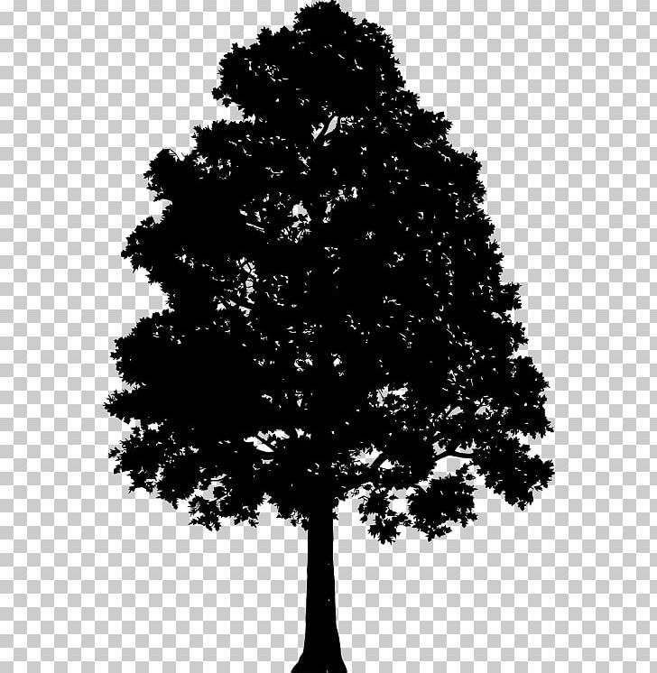 Tree Computer Icons PNG, Clipart, Black And White, Branch, Computer Icons, Conifer, Desktop Wallpaper Free PNG Download