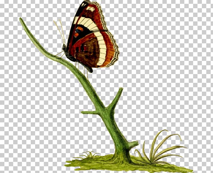 Butterfly Insect Limenitis Arthemis PNG, Clipart, Animal, Brush Footed Butterfly, Butterflies And Moths, Butterfly, Download Free PNG Download