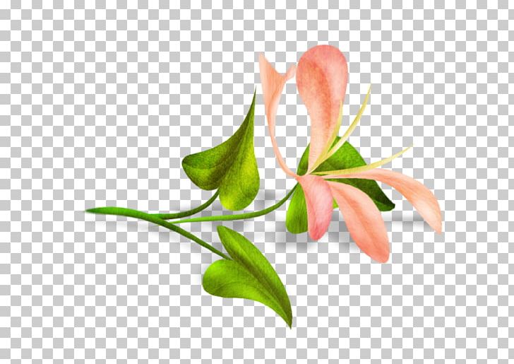 Cut Flowers Bud Plant Stem PNG, Clipart, Branch, Bud, Cut Flowers, Flora, Flower Free PNG Download