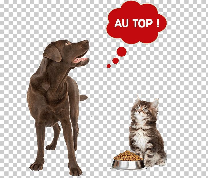 Dog Cat Food Pet Puppy PNG, Clipart, Animal, Animals, Carnivoran, Cat, Cat Food Free PNG Download