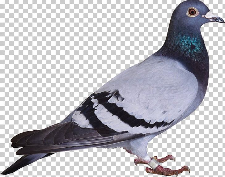 Domestic Pigeon Columbidae Bird Feral Pigeon PNG, Clipart, Animal, Animals, Beak, Bird, Birdcage Free PNG Download