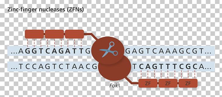 Genome Editing Zinc Finger Nuclease PNG, Clipart, Area, Biology, Brand, Communication, Crispr Free PNG Download