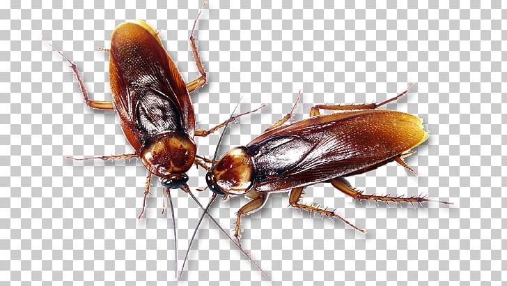 German Cockroach Insecticide Pest Control PNG, Clipart, Ant, Arthropod, Bait, Bed Bug, Beetle Free PNG Download