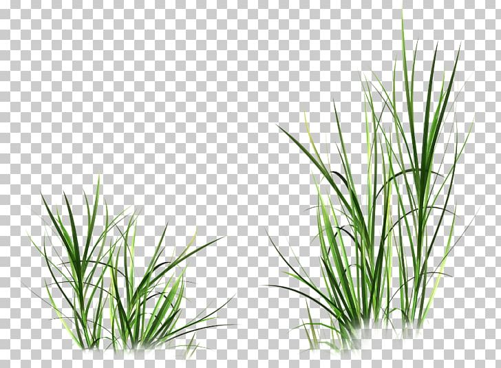 Vetiver Fashion Flower Wheatgrass PNG, Clipart, Aquarium Decor, Branch, Chrysopogon, Chrysopogon Zizanioides, Commodity Free PNG Download