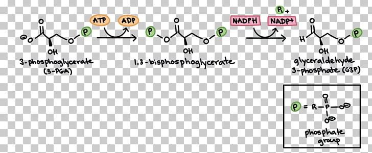 Calvin Cycle Citric Acid Cycle Light-independent Reactions Photosynthesis Cellular Respiration PNG, Clipart, Academy, Adenosine, Adenosine Diphosphate, Angle, Biology Free PNG Download