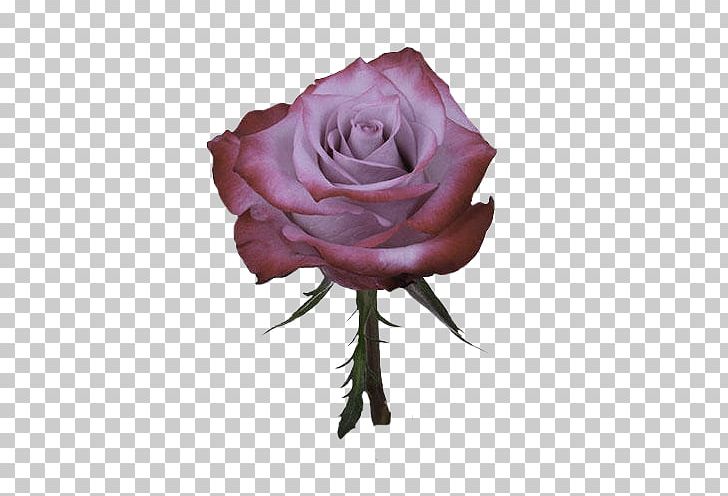 Garden Roses Cabbage Rose Floribunda Pink Flower PNG, Clipart, Bloemisterij, Blomsterbutikk, Cut Flowers, Deep Purple, Floribunda Free PNG Download