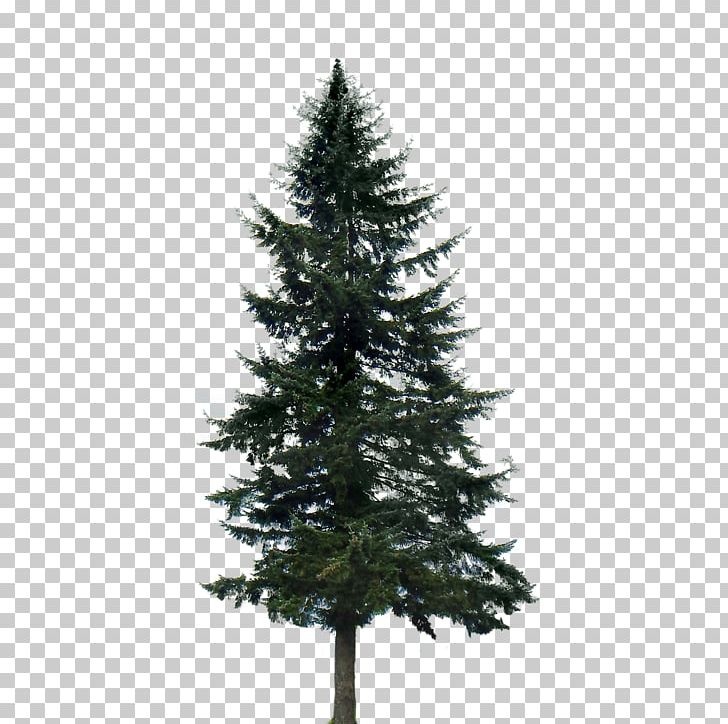 Western Yellow Pine Tree Conifers PNG, Clipart, Christmas Decoration, Christmas Ornament, Christmas Tree, Conifer, Conifers Free PNG Download