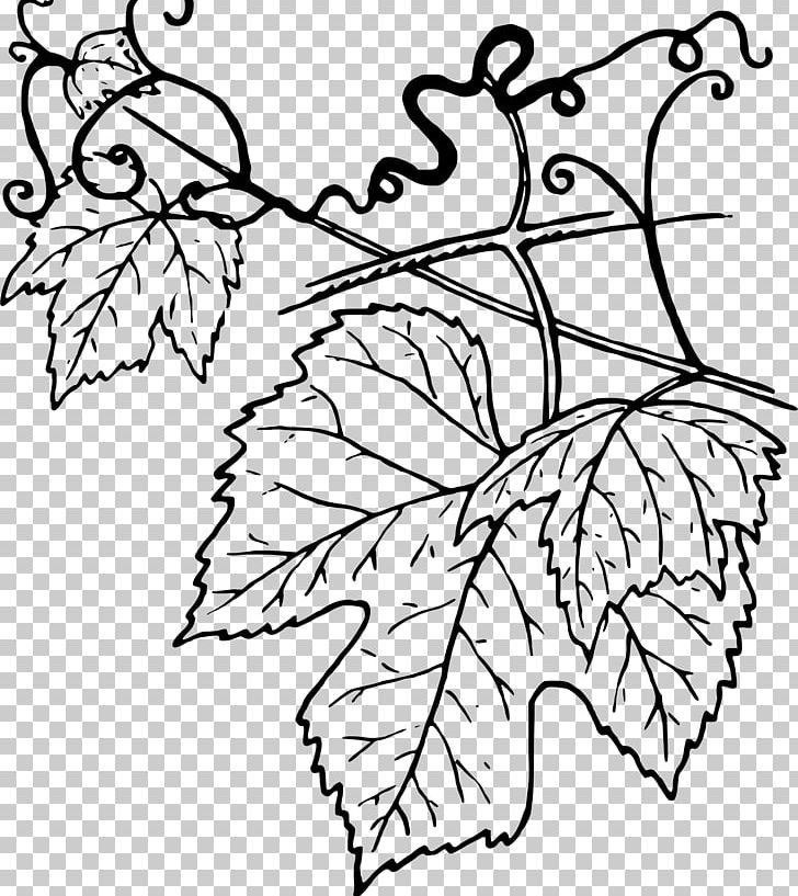 Common Grape Vine Grape Leaves Wine PNG, Clipart, Branch, Common Grape Vine, Computer Icons, Drawing, Flora Free PNG Download