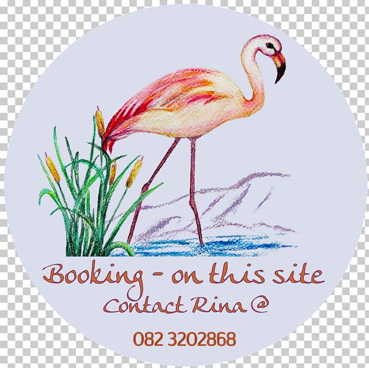 Fauna Beak PNG, Clipart, Beak, Bird, Fauna, Flamingo, Others Free PNG Download