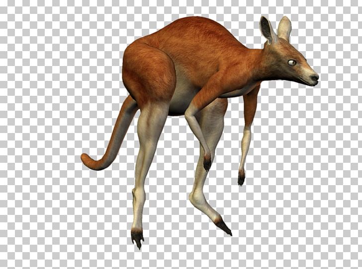 Kangaroo Deer Macropodidae Koala Antelope PNG, Clipart, Animal, Animal Figure, Animals, Antelope, Antler Free PNG Download