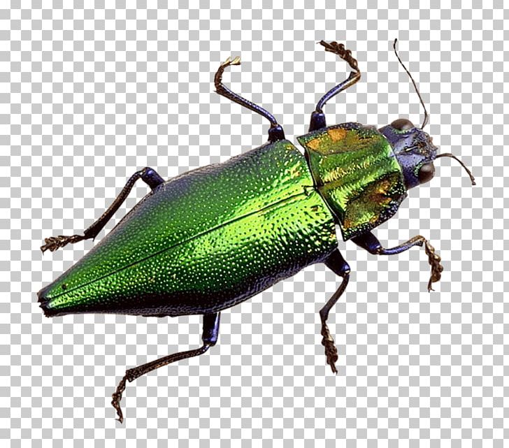Scarabs Leaf Beetles Portable Network Graphics PNG, Clipart, Animal, Animals, Arthropod, Beetle, Beetle Bug Free PNG Download