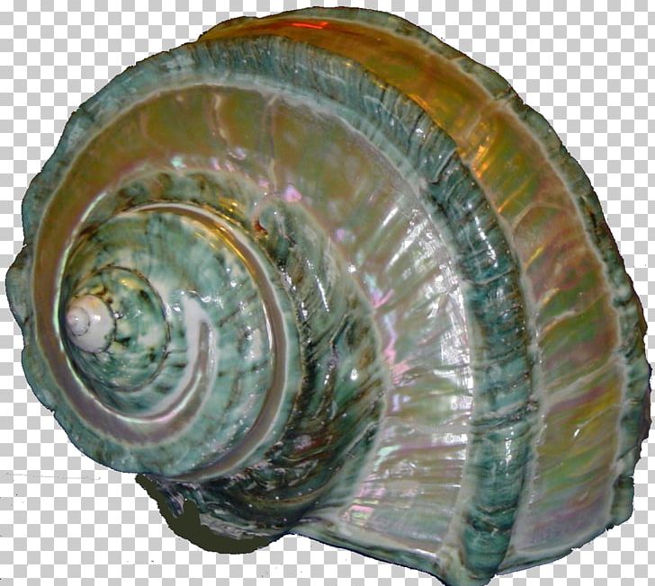 Sea Snail Mollusc Shell Seashell Conch PNG, Clipart, Abalone, Animals, Clams Oysters Mussels And Scallops, Cockle, Conch Free PNG Download