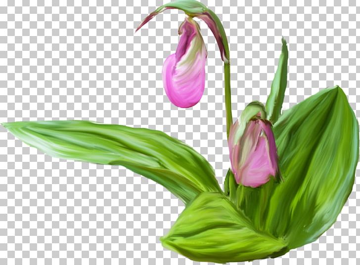 Tulip Cut Flowers Bud Plant Stem Petal PNG, Clipart, Bud, Cut Flowers, Flours, Flower, Flowering Plant Free PNG Download