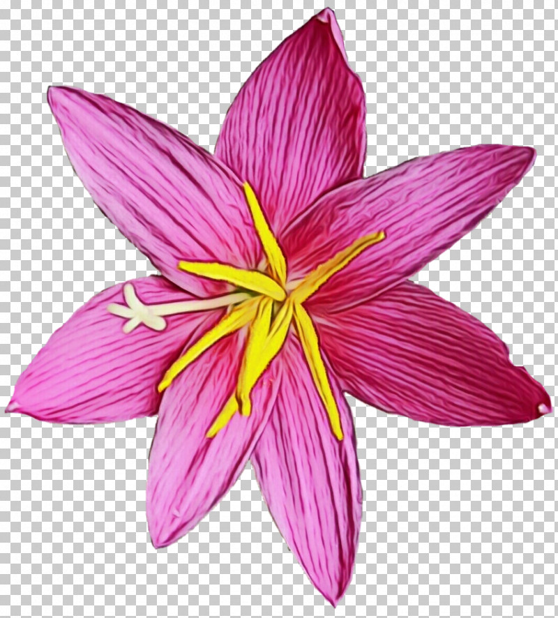 Floral Design PNG, Clipart, Color, Easter Lily, Floral Design, Flower, Lily Free PNG Download