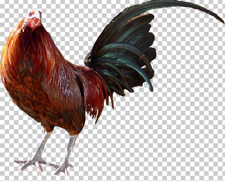 Rooster Chicken Gamecock Cockfight Farm PNG, Clipart, Animals, Beak, Bird, Cake Decorating, Chicken Free PNG Download