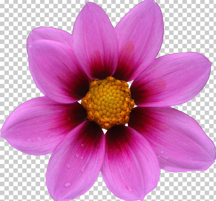 Cosmos Bipinnatus Flower Seed Annual Plant Petal PNG, Clipart, Annual Plant, Chrysanths, Common Daisy, Cosmos, Cosmos Bipinnatus Free PNG Download
