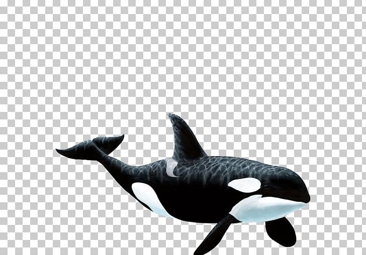 Wall Decal Killer Whale Sticker PNG, Clipart, Animals, Apex Predator, Ceiling, Decal, Dolphi Free PNG Download