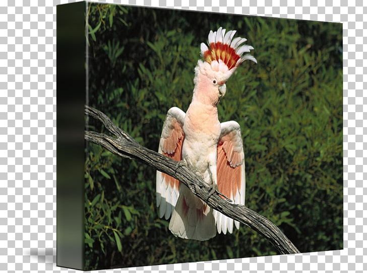 Bird Major Mitchell's Cockatoo True Parrot Red-fan Parrot PNG, Clipart,  Free PNG Download