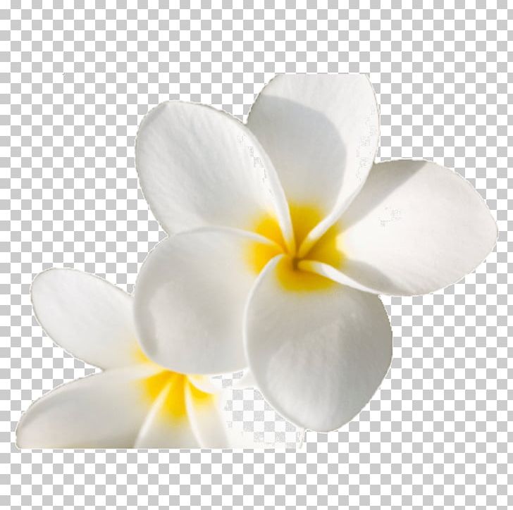 Close-up Flowering Plant PNG, Clipart, Art, Closeup, Flower, Flowering Plant, Petal Free PNG Download