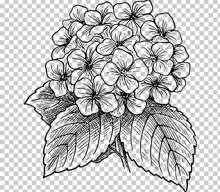 French Hydrangea Drawing Flower PNG, Clipart, Artwork, Black And White, Color, Cut Flowers, Drawing Free PNG Download