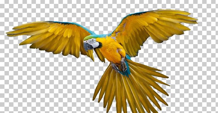 Parrot Bird Flight Bird Flight Macaw PNG, Clipart, Animals, Australian King Parrot, Beak, Bird, Bird Flight Free PNG Download