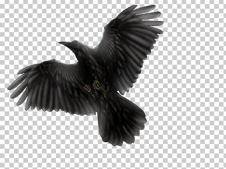 Common Blackbird Common Raven Flight PNG, Clipart, American Crow, Animals, Beak, Bird, Bird Flight Free PNG Download