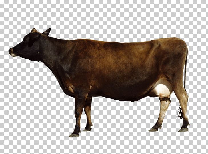 Cattle Water Buffalo Bull PNG, Clipart, Animal, Animals, Background Black, Big Ben, Big Vector Free PNG Download