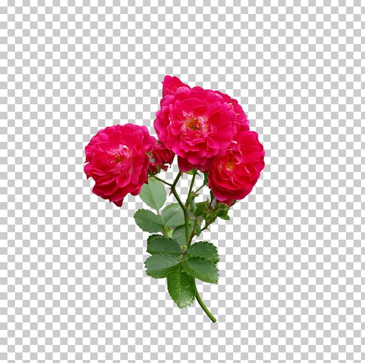 Rose Flower Red PNG, Clipart, Annual Plant, Carnation, Floribunda, Flower, Flower Bouquet Free PNG Download