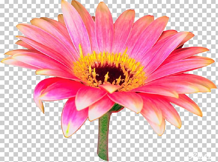 Transvaal Daisy Flower Pink Desktop PNG, Clipart, Annual Plant, Aster, Chrysanthemum, Chrysanths, Closeup Free PNG Download