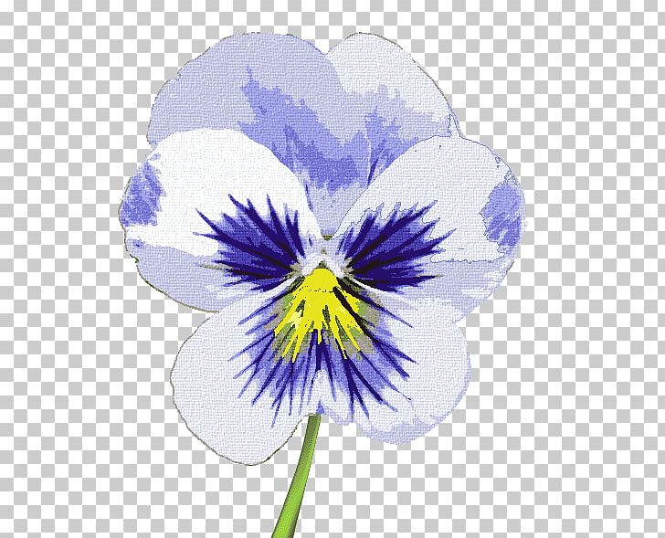 Violet Pansy Flowering Plant PNG, Clipart, Family, Flower, Flowering Plant, Iris, Lavender Free PNG Download