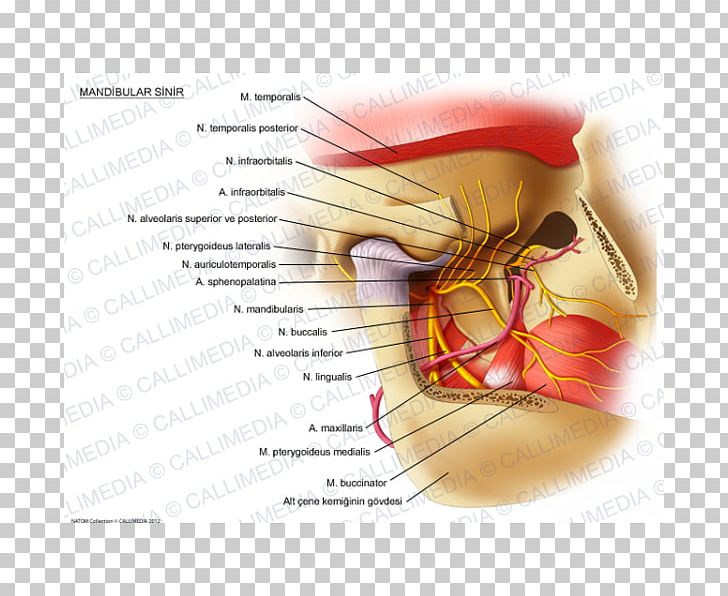 Mandibular Nerve Trigeminal Nerve Inferior Alveolar Nerve Mandible PNG, Clipart, Alaleuanluu, Anatomy, Buccinator Muscle, Ear, Inferior Alveolar Nerve Free PNG Download