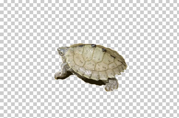 Amphibian Turtle Tortoise PNG, Clipart, Amphibian, Amphibian Eggs In Water, Amphibian Eggs In Water Cartoon, Amphibians, Animal Free PNG Download