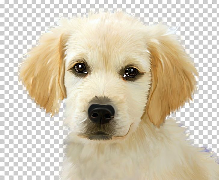 Beagle German Shepherd Puppy Golden Retriever Cat PNG, Clipart, Animals, Beagle, Carnivoran, Cat, Cavachon Free PNG Download
