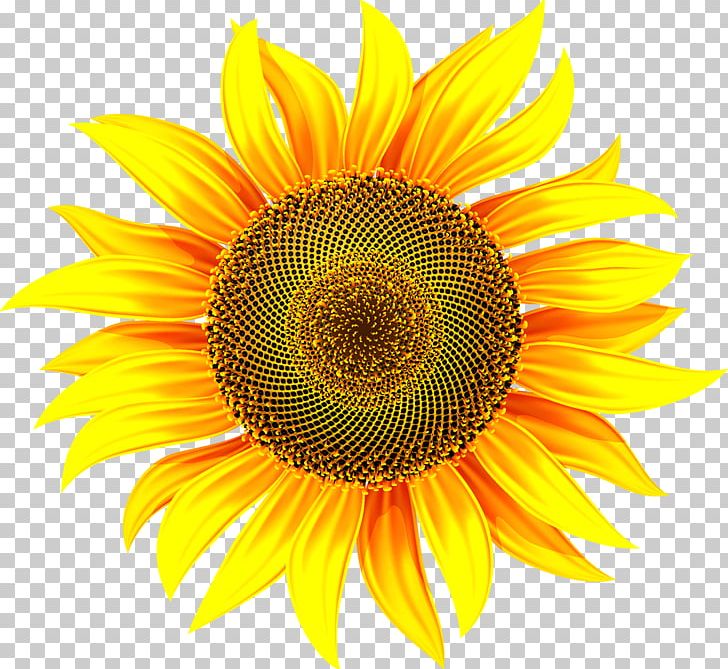 Common Sunflower Stock Illustration Illustration PNG, Clipart, Chrysanthemum, Chrysanthemum Chrysanthemum, Chrysanthemums, Chrysanthemum Vector, Daisy Family Free PNG Download