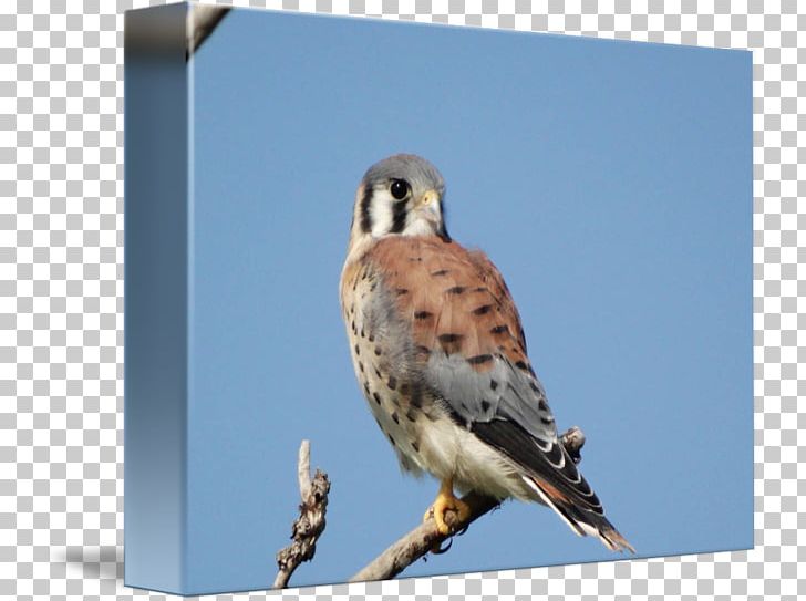 Finches Hawk Fauna Falcon Beak PNG, Clipart, American Impressionism, Animals, Beak, Bird, Bird Of Prey Free PNG Download