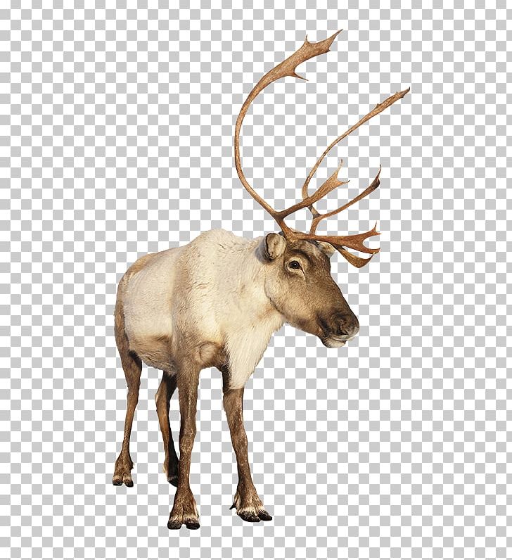 Reindeer Rudolph Christmas Moose PNG, Clipart, Antler, Cartoon, Christmas, Deer, Elk Free PNG Download