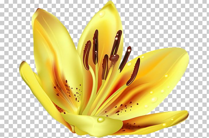 Art PNG, Clipart, Art, Branch, Clip Art, Closeup, Flower Free PNG Download