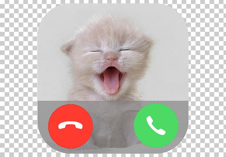 Cat Kitten Video Infant PNG, Clipart, Animaatio, Animal, Blingee, Carnivoran, Cat Free PNG Download
